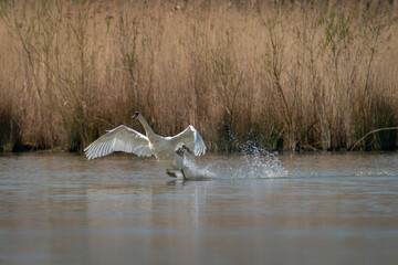 Mute Swan (Cygnus olor) landing on the water in the Netherlands. Water splashing all around. Wide...