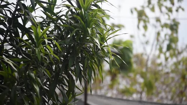 VideoFootage of plant, slender lady fern or rhapis excelsa blowing in strong wind