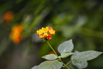 植物園の温室に咲いていた、美しいオレンジと黄色の小花