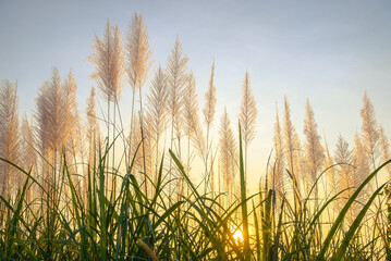 Reed blooming in the countryside with sunset light through the meadow