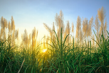 Obraz premium Reed blooming in the countryside with sunset light through the meadow