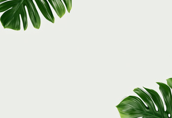 Monstera large leaf layout house green plant tropical leaves on a white background