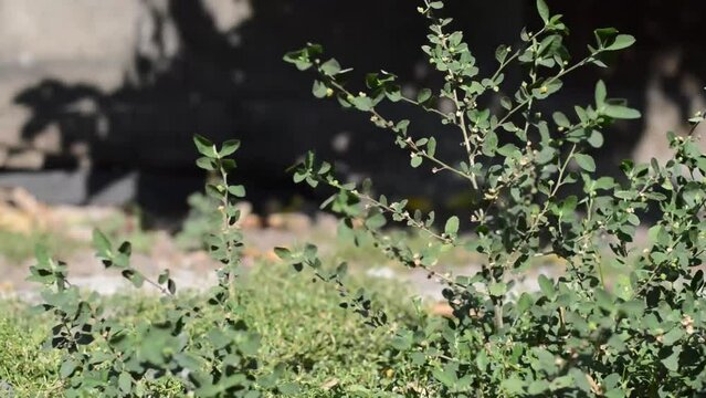 Footage, Bacopa grass plant, a grass that grows wild in gardens with a beautiful green color