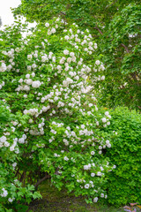 Blooming spring flowers. Large beautiful white balls of blooming Viburnum opulus Roseum Boule de...