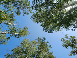 blue cloudless sky over birch trees