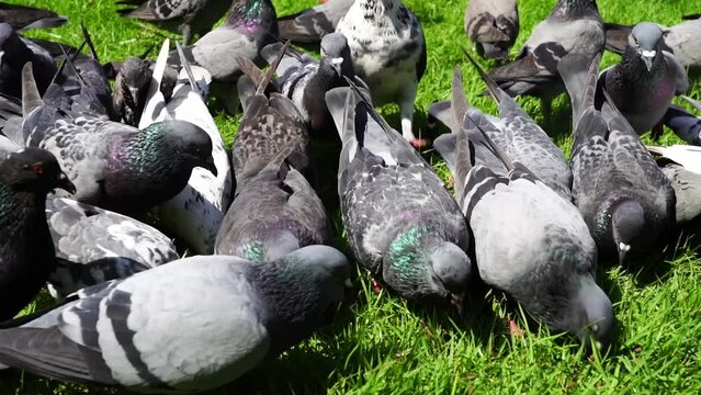 Columba livia birds find food on the grass.