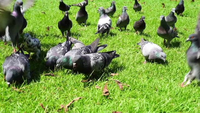 Columba livia birds find food on the grass.