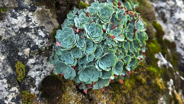cactus group of hard-shelled and leafy plants that grow in hard areas on rocks