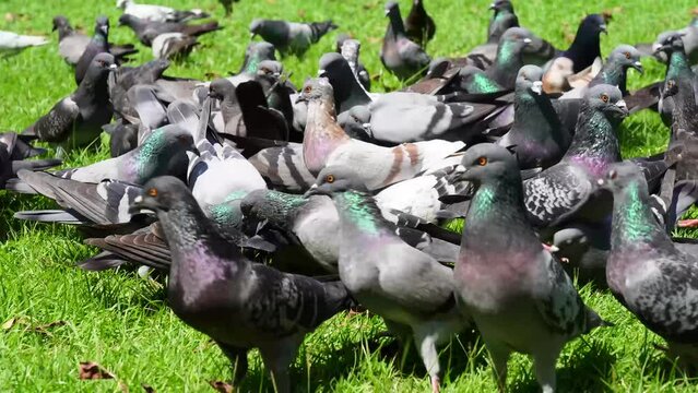Columba livia birds find food on the grass.