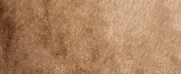 Brown Grey Animal Natural Fur Wolf Fox, Bear, Wildlife texture table top view Concept for hairy Background, textures and wallpaper. Close up detail of Fluffy grizzly Bear Coat image Full Frame. - obrazy, fototapety, plakaty
