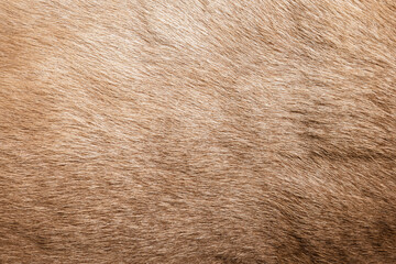 Brown Grey Animal Natural Fur Wolf Fox, Bear, Wildlife texture table top view Concept for hairy Background, textures and wallpaper. Close up detail of Fluffy grizzly Bear Coat image Full Frame. - obrazy, fototapety, plakaty