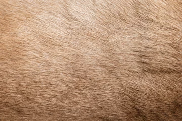 Poster Brown Grey Animal Natural Fur Wolf Fox, Bear, Wildlife texture table top view Concept for hairy Background, textures and wallpaper. Close up detail of Fluffy grizzly Bear Coat image Full Frame. © Art Stocker