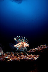 ハナミノカサゴ