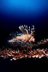 ハナミノカサゴ