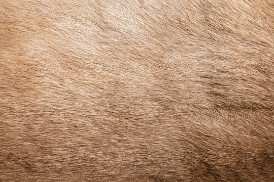 Brown Grey Animal Natural Fur Wolf Fox, Bear, Wildlife texture table top view Concept for hairy Background, textures and wallpaper. Close up detail of Fluffy grizzly Bear Coat image Full Frame.