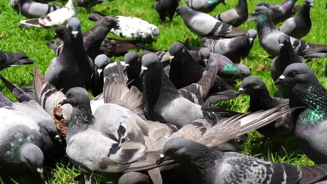 Columba livia birds find food on the grass.