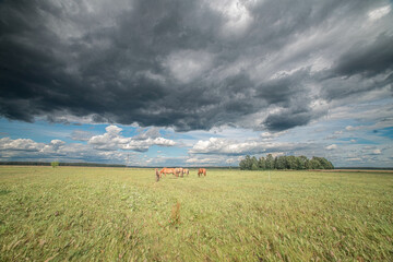 Horses graze on a field in the open air in summer.