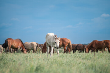 Naklejka na ściany i meble Horses graze on a field in the open air in summer.