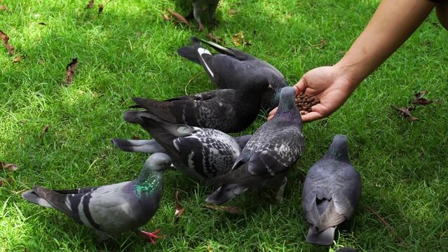 Columba livia birds find food on the grass.