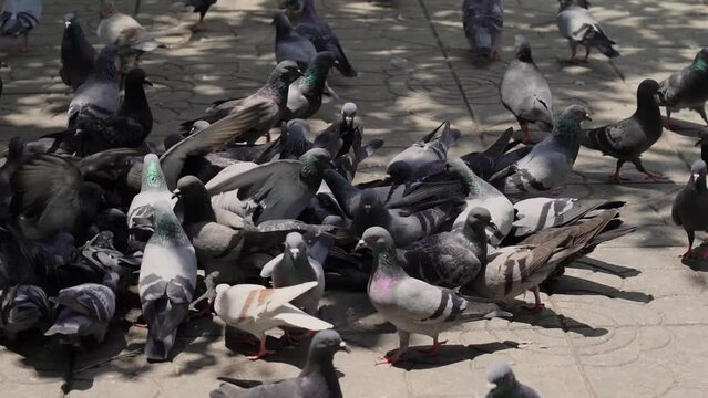 Columba livia birds find food on the ground.