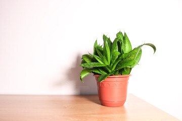 Fototapeta premium Dwarf variety Sansevieria trifasciata Hahnii - houseplant on a wooden table against a light wall