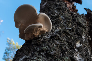 Tree mushroom close-up on tree trunk on blurred autumn forest background