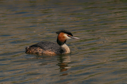 Great crested grebe (Podiceps cristatus) Colorful water bird. Reflection of the animal. Gelderland in the Netherlands.                                                                                  