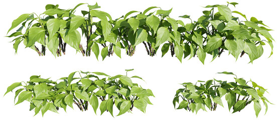 set of aglaonema plants, 3d rendering with transparent background, for architecture visualization & digital composition