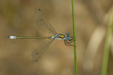 Closeup on the blue Emerald spreadwing damselfly, Lestes dryas , with spread wings against a brown...