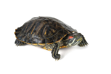 A red-eared turtle isolated on a white background.