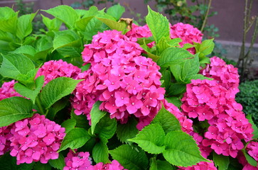 pink hydrangea flowers in garden