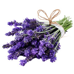 Aromatic Lavender Flowers Tied