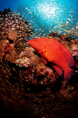 ユカタハタとキンメモドキ