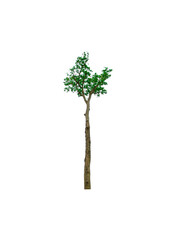 single tree isolated on white background with clipping path