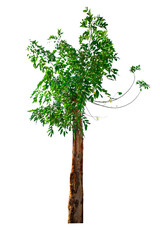 single tree isolated on white background with clipping path