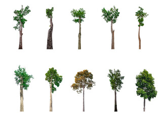 Collection of trees, trees isolated on white background with clipping path