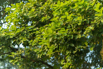 Fototapeta na wymiar Dipterocarpus tuberculatus Roxb. Dipterocarpaceae ,Banana leaf tightSprouting leaves of large perennials in the deciduous forest of Southeast Asia, Thailand, Myanmar, Laos, Vietnam