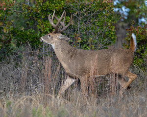 White-tailed Deer male