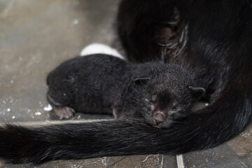 black kitten, little cat new born, with its mother