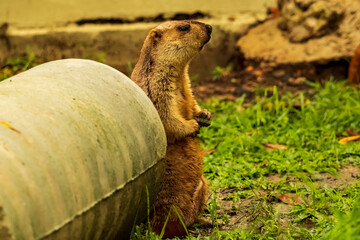 Shot of a Himalayan marmot standing next to a culvert.