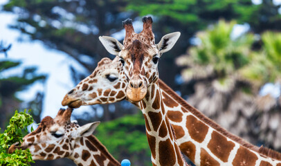 Reticulated giraffe, close-up, animal welfare concept