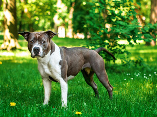 American Staffordshire terrier standing sideways on a blurred park background. The dog looks away upset. The dog has a muscular body. Walk. The photo is blurred