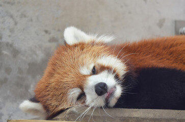 眠るレッサーパンダの赤ちゃん