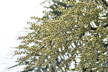 Normanbya normanbyi,  Wodyetia bifurcata AK Irvine or Foxtail palm or ARECACEAE or PALMAE