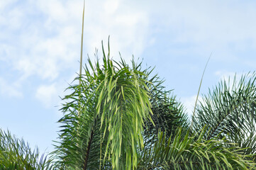 Normanbya normanbyi,  Wodyetia bifurcata AK Irvine or Foxtail palm or ARECACEAE or PALMAE leaves or leaves of betel palm or betel nut or leaves of palm and sky