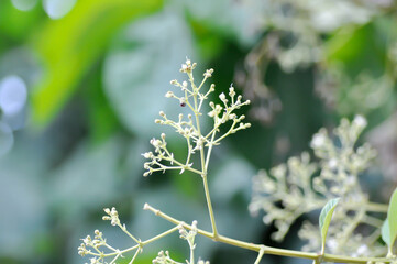 Tectona grandis, Teak or LAMIACEAE or teak plant or teak seed or teak and flower