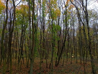 Beautiful young forest in autumn in Europe. Young trees alternate rhythmically and fill the entire space. The forest is covered with fallen leaves.