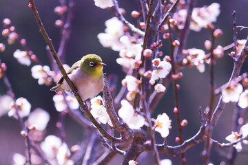 梅の花とメジロ