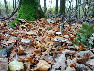 At the foot of a tree covered with moss in fallen leaves in the middle of the forest grows a group of gray mushrooms. Autumn progeny. Collection of edible mushrooms in the forest in autumn.