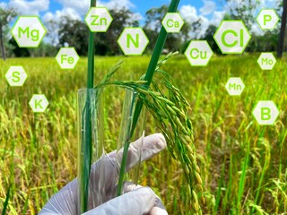 Chemical fertilizers and nutrients that plants need